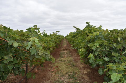 A Coonawarra Experience - Holiday Cairns 25