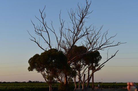A Coonawarra Experience - Holiday Cairns 24