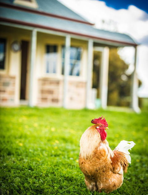 Barossa Vineyard Cottages - Holiday Cairns 39