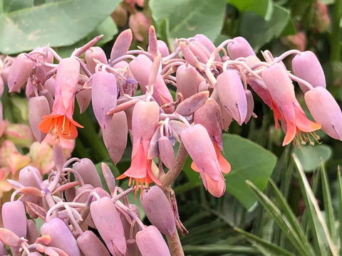 Aussie Opal Diggers Outback Retreat-Undergound - Holiday Cairns 27