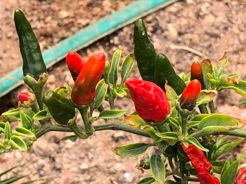 Aussie Opal Diggers Outback Retreat-Undergound - Holiday Cairns 25