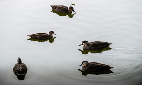 South Shores Yellowfin Villa 96 - South Shores Normanville - Holiday Cairns 4