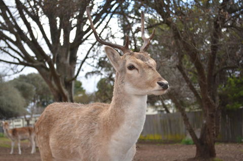 Deer Park Motor Inn Armidale - Holiday Cairns 22