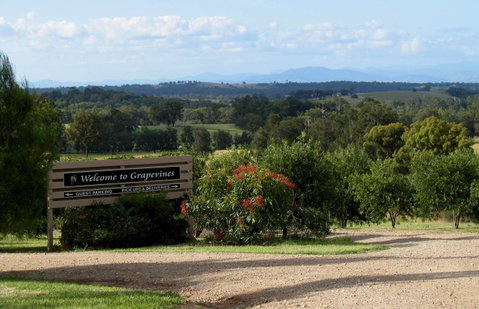 Grapevines Boutique Accommodation - Holiday Cairns 15