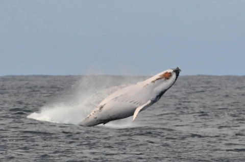 Albany Motel & Apartments - Holiday Cairns 19