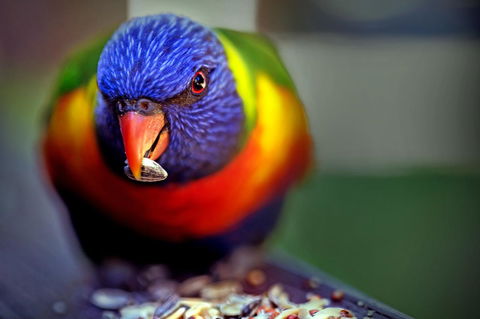 Condo 105 @ Horizons Golf Resort - Salamander Bay NSW - Holiday Cairns 19