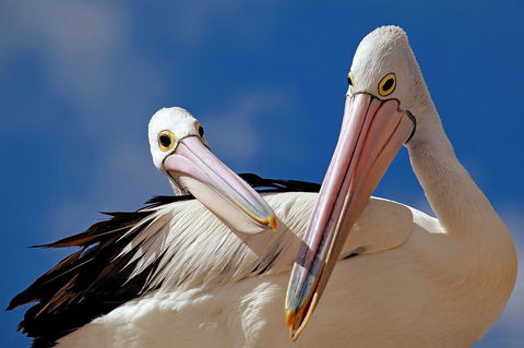 Condo 105 @ Horizons Golf Resort - Salamander Bay NSW - Holiday Cairns 14