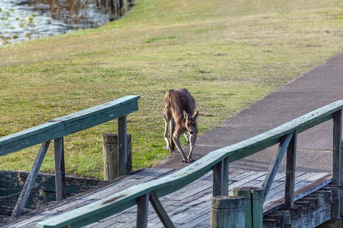 Condo 105 @ Horizons Golf Resort - Salamander Bay NSW - Holiday Cairns 11