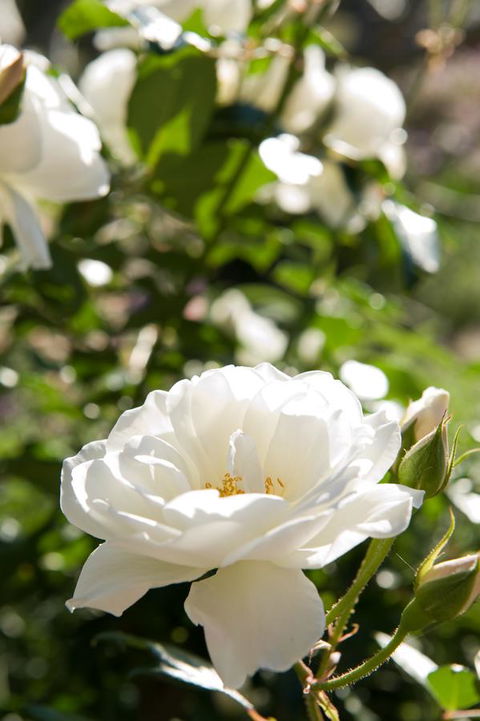 Ironstone Estate Lovedale - Holiday Cairns 40