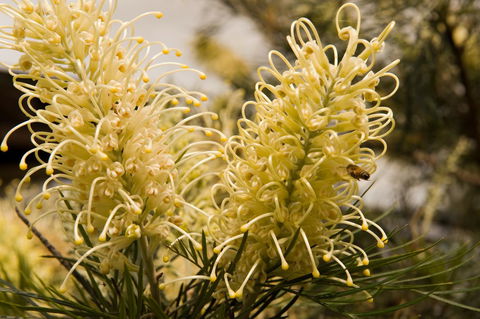 Ironstone Estate Lovedale - Holiday Cairns 36