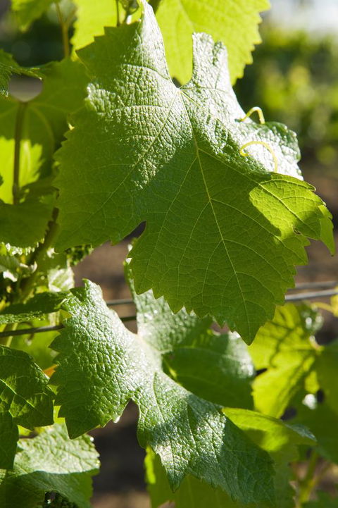 Ironstone Estate Lovedale - Holiday Cairns 35