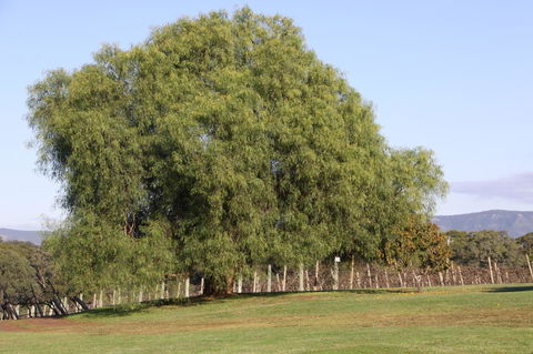 Adina Vineyard - Holiday Cairns 17