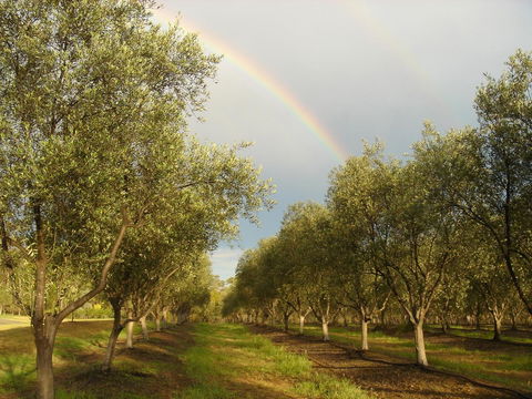 Adina Vineyard - Holiday Cairns 19