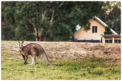 Madigan Wine Country Cottages - Holiday Cairns 4