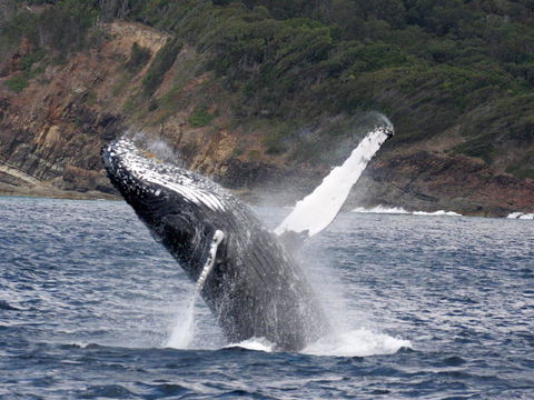 Braemar 9 - Holiday Cairns 8