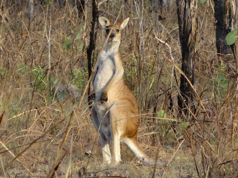 Mount Bundy Station - Holiday Cairns 41