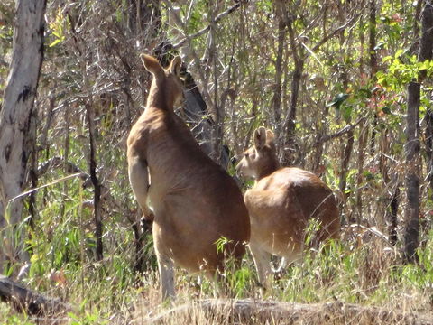 Mount Bundy Station - Holiday Cairns 40