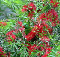 Bottlebrush B  B - Holiday Cairns