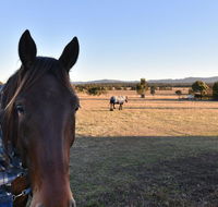 Clydesdale Cottage on Talga with real Clydesdale Horses - Holiday Cairns