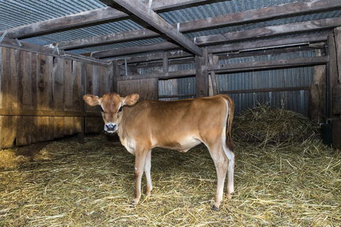 Dairyman's Cottage - Holiday Cairns 0