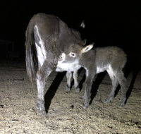 Donkey Tales Farm Cottages - Holiday Cairns