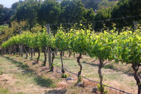 Every Man And His Dog Vineyard - Holiday Cairns 2