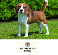Fig Tree Retro Studio - Holiday Cairns