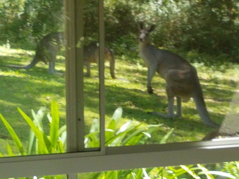 Forest View Bungalow - Holiday Cairns 2