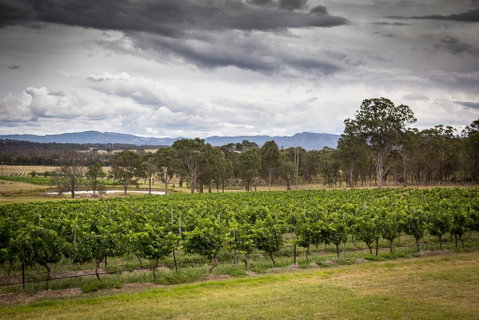 Molly Morgan Vineyard - Holiday Cairns 2