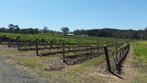 Molly Morgan Vineyard - Holiday Cairns 3