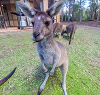 Yelverton Brook Eco Spa Retreat  Conservation Sanctuary - Holiday Cairns