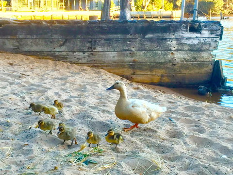 Wandering Geese Boutique Bed And Breakfast - Holiday Cairns 3
