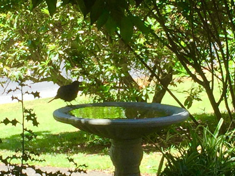 Wandering Geese Boutique Bed And Breakfast - Holiday Cairns 19