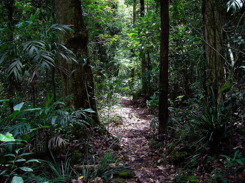 Springbrook Lyrebird Retreat - Holiday Cairns 0