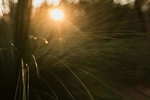 Bay Of Fires Bush Retreat - Holiday Cairns 26