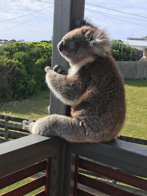 Sunsets On Martyrs Luxury Coastal Beach House Peterborough - Holiday Cairns 28