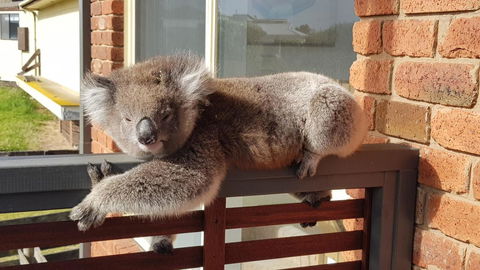 Sunsets On Martyrs Luxury Coastal Beach House Peterborough - Holiday Cairns 27