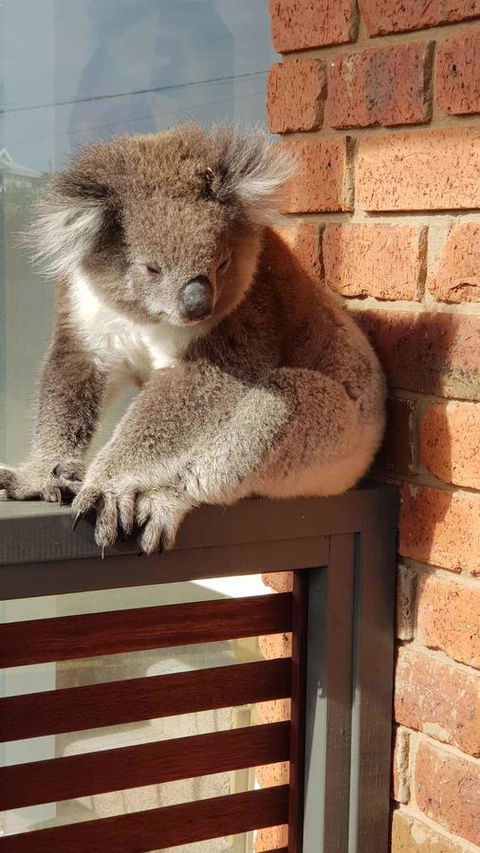 Sunsets On Martyrs Luxury Coastal Beach House Peterborough - Holiday Cairns 26