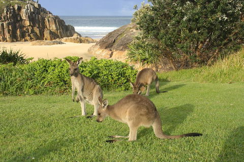 The Carrai - Holiday Cairns 2