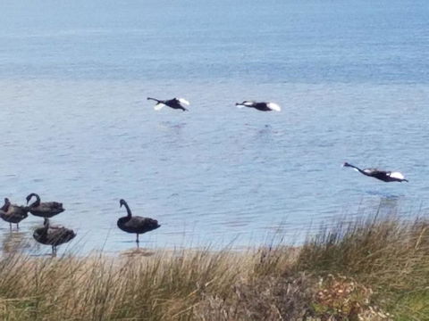 The DOLPHIN PLACE - Holiday Cairns 0