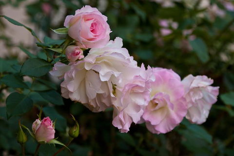 The Noble Grape Guesthouse - Holiday Cairns 1