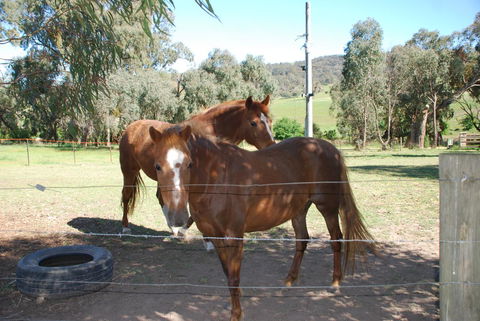 Bluegum Ridge Cottages - Holiday Cairns 34