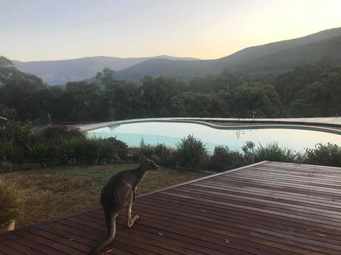 Kangaroo Manor - Holiday Cairns 8