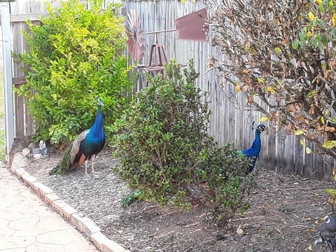 The Peacocks Nest - Holiday Cairns 42