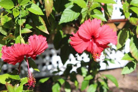 Amaroo On Mandalay, Magnetic Island - Holiday Cairns 35