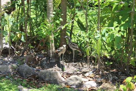 Amaroo On Mandalay, Magnetic Island - Holiday Cairns 40