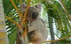Amaroo On Mandalay, Magnetic Island - thumb 44