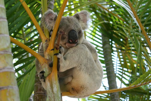Amaroo On Mandalay, Magnetic Island - Holiday Cairns 44
