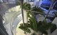 Beach Club Resort Mooloolaba - thumb 12