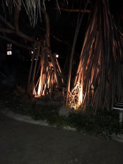 Pandanus Coolum Beach - Holiday Cairns 10